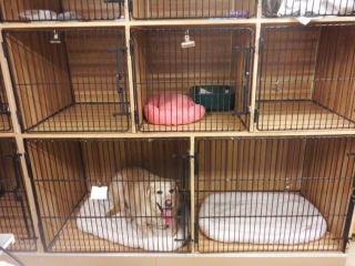 Our cages
